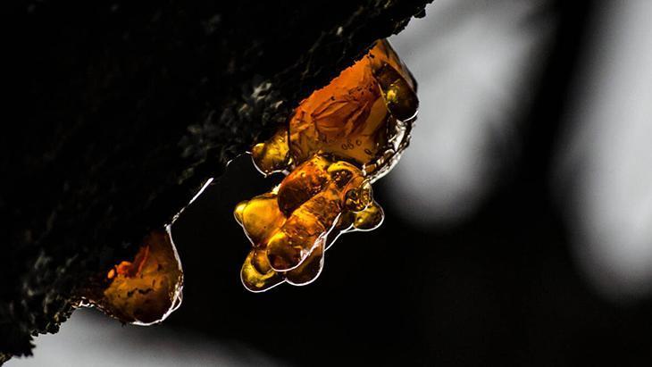 Şeftali ağacının gövdesinden sızan mucize sakız Hem yaşlanma hem de hastalanma karşıtı Şeftali ağacının gövdesinden sızan mucize sakız Hem yaşlanma hem de hastalanma karşıtı