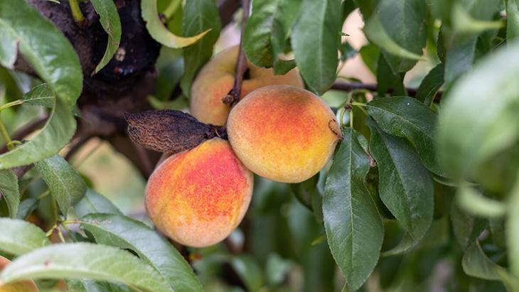 Şeftali ağacının gövdesinden sızan mucize sakız Hem yaşlanma hem de hastalanma karşıtı Şeftali ağacının gövdesinden sızan mucize sakız Hem yaşlanma hem de hastalanma karşıtı