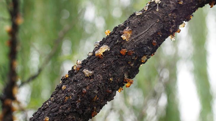 Şeftali ağacının gövdesinden sızan mucize sakız Hem yaşlanma hem de hastalanma karşıtı Şeftali ağacının gövdesinden sızan mucize sakız Hem yaşlanma hem de hastalanma karşıtı