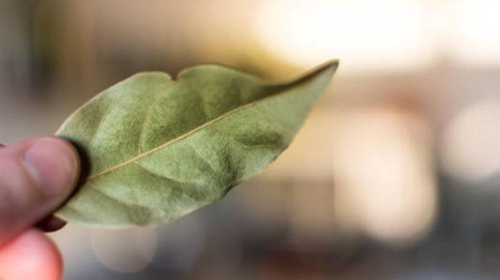 Defne yaprağı çamaşır yıkamada devrim yarattı Etkileri mucize gibi, arasına koyun