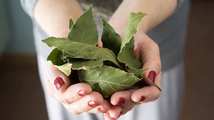Defne yaprağı çamaşır yıkamada devrim yarattı Etkileri mucize gibi, arasına koyun