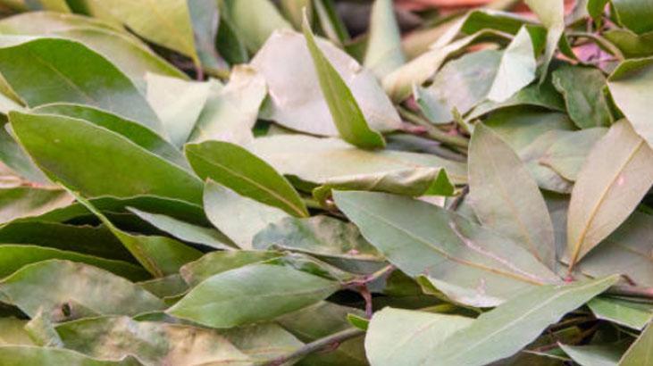 Defne yaprağı çamaşır yıkamada devrim yarattı Etkileri mucize gibi, arasına koyun