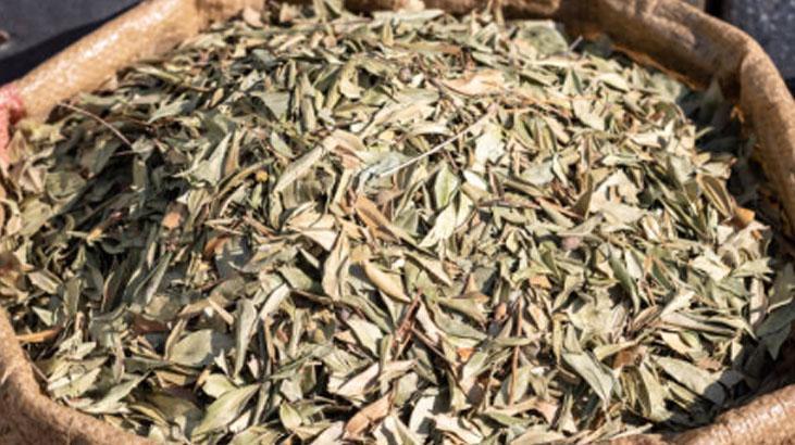 Defne yaprağı çamaşır yıkamada devrim yarattı Etkileri mucize gibi, arasına koyun