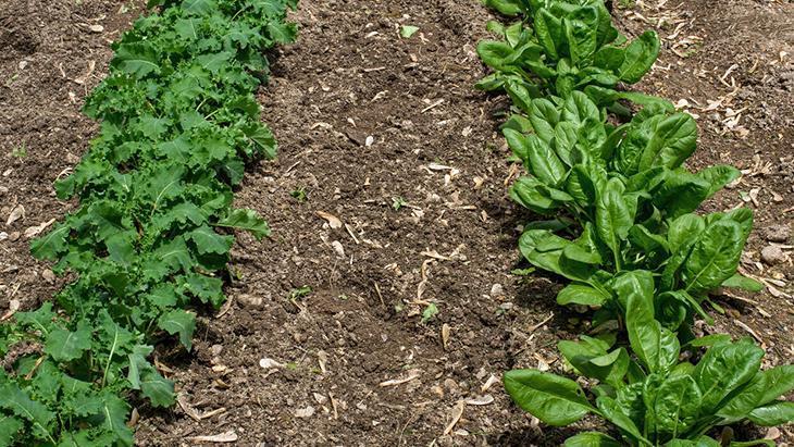 Lahana mı yoksa ıspanak mı yesek En sağlıklısı ortaya çıktı, uzmanların favorisi