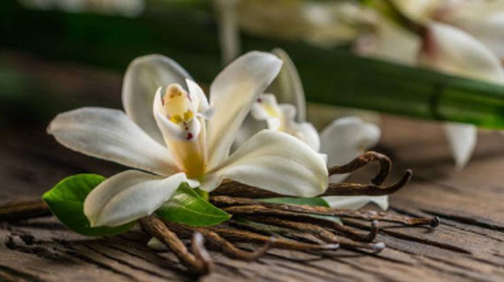 Kokusunu alan parfümünü sordu Sürdüğü şey sadece 50 liralık mutfak malzemesi Kokusunu alan parfümünü sordu Sürdüğü şey sadece 50 liralık mutfak malzemesi