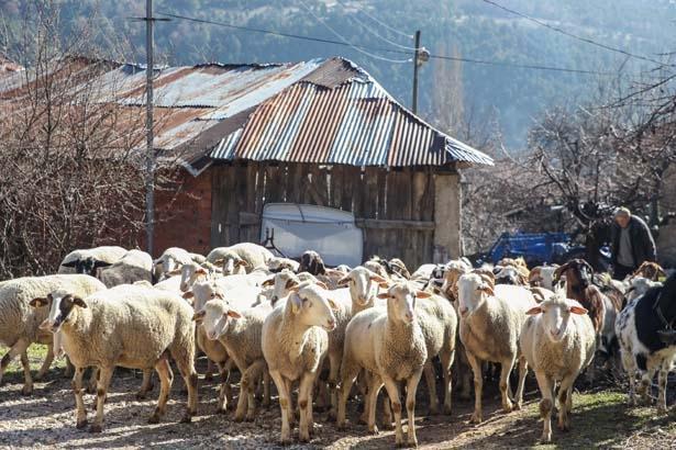 Şehre giden köye dönüyor: Kafasına göre bir hayat, kendi işini yapma şansı var