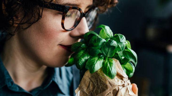 Para verip de fesleğen almayın Yemekler şenlenecek, üstelik topraksız yetişiyor