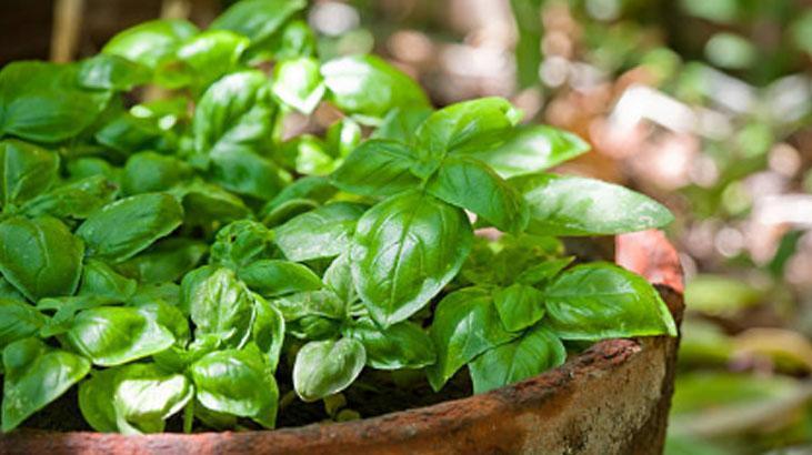 Para verip de fesleğen almayın Yemekler şenlenecek, üstelik topraksız yetişiyor