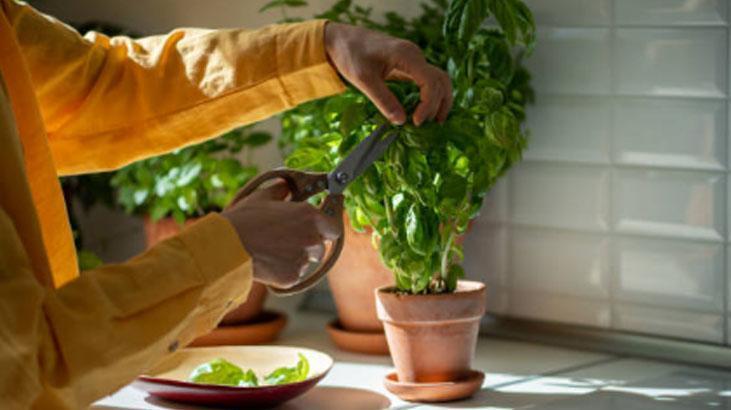 Para verip de fesleğen almayın Yemekler şenlenecek, üstelik topraksız yetişiyor