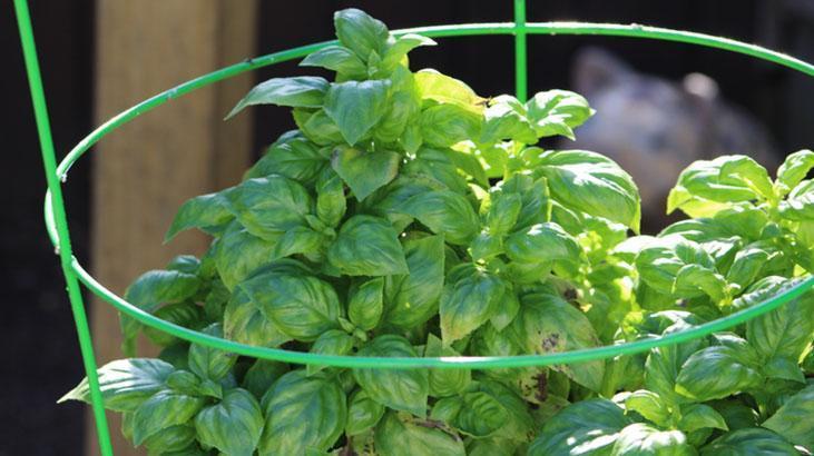 Para verip de fesleğen almayın Yemekler şenlenecek, üstelik topraksız yetişiyor