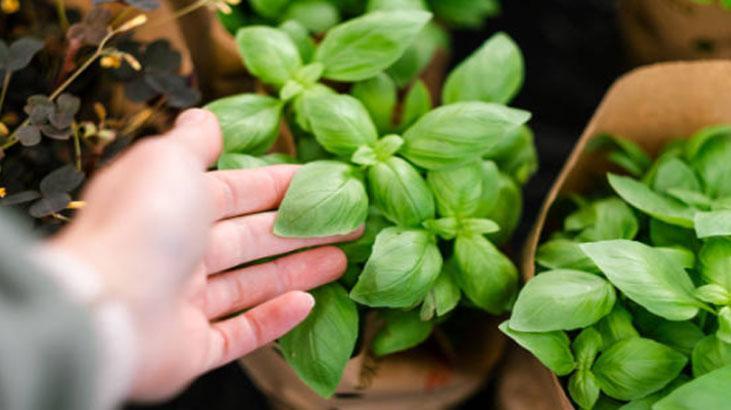 Para verip de fesleğen almayın Yemekler şenlenecek, üstelik topraksız yetişiyor