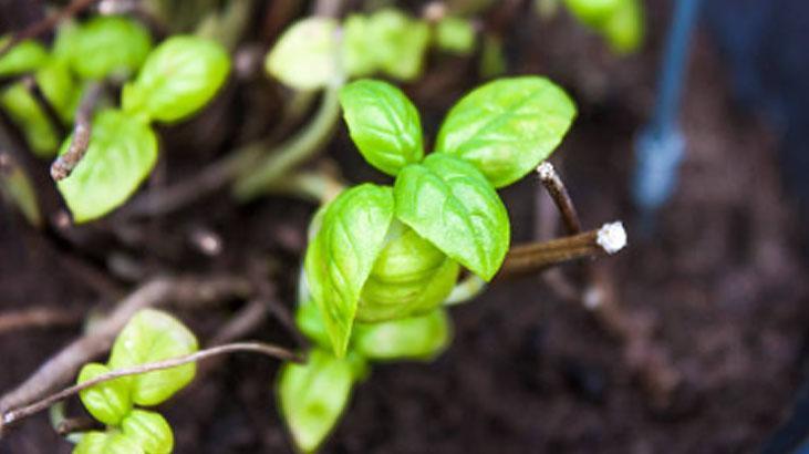 Para verip de fesleğen almayın Yemekler şenlenecek, üstelik topraksız yetişiyor