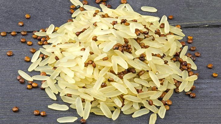 Kinoa, pirincin yerini tutar mı Uzmanlar masaya yatırdı, çıkan sonuç bambaşka