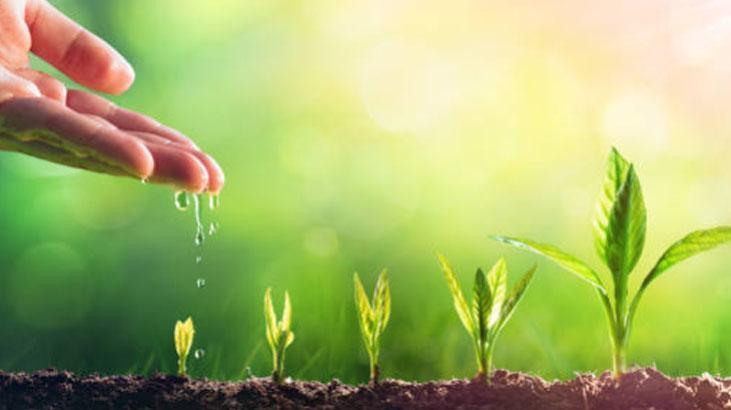 Muhteşem bahçıvan taktiği Evi tarlaya döndürün, domatesler 2ye katlanıyor