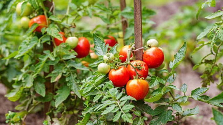 Muhteşem bahçıvan taktiği Evi tarlaya döndürün, domatesler 2ye katlanıyor
