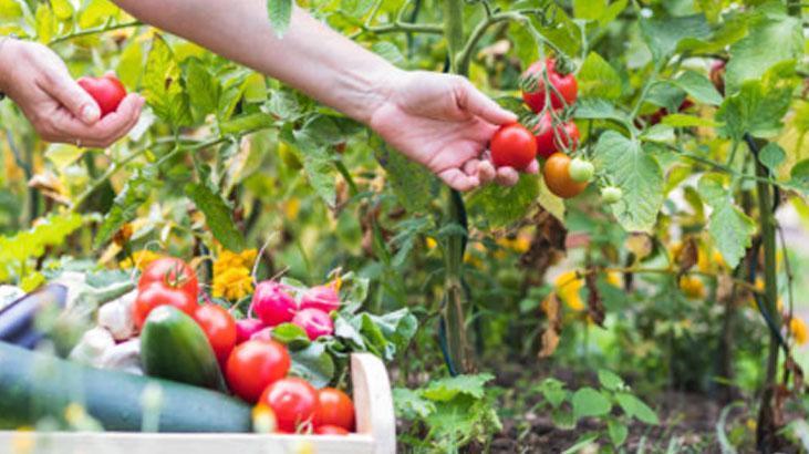 Muhteşem bahçıvan taktiği Evi tarlaya döndürün, domatesler 2ye katlanıyor