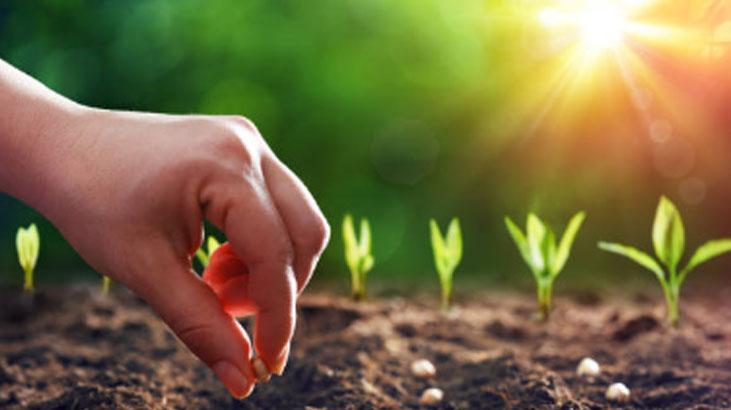 Muhteşem bahçıvan taktiği Evi tarlaya döndürün, domatesler 2ye katlanıyor