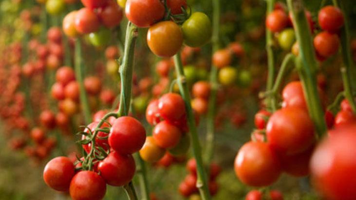 Muhteşem bahçıvan taktiği Evi tarlaya döndürün, domatesler 2ye katlanıyor