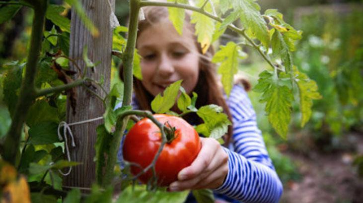Muhteşem bahçıvan taktiği Evi tarlaya döndürün, domatesler 2ye katlanıyor