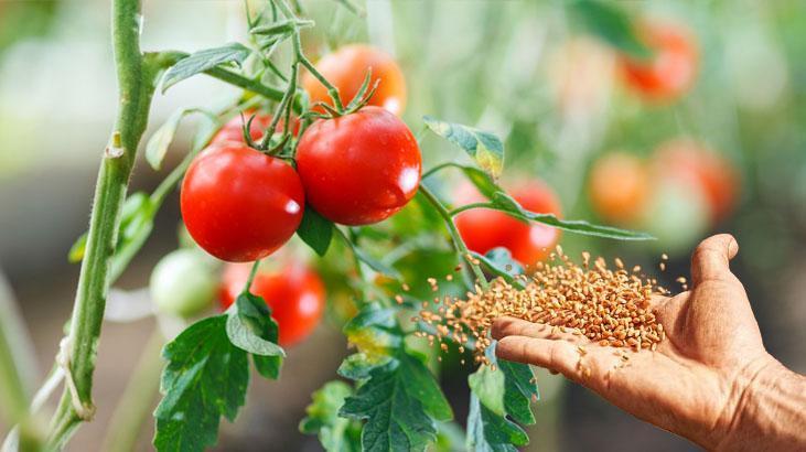 Muhteşem bahçıvan taktiği Evi tarlaya döndürün, domatesler 2ye katlanıyor