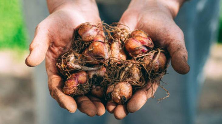 Almadan kontrol şart, her soğan aynı değil Düzse daha tatlı, en tazesi böyle anlaşılır