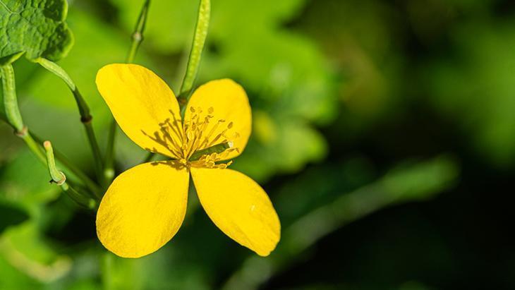Göze damlatılan kırlangıç otu ne kadar faydalı Bilimsel gerçek: Geri dönüşü yok