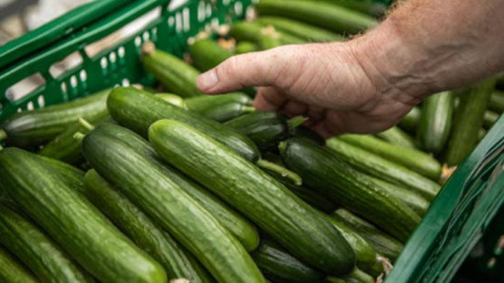 Dolapta içi geçiyor, suya koyunca hep diri Kütür kütür salatalıklar için taktik
