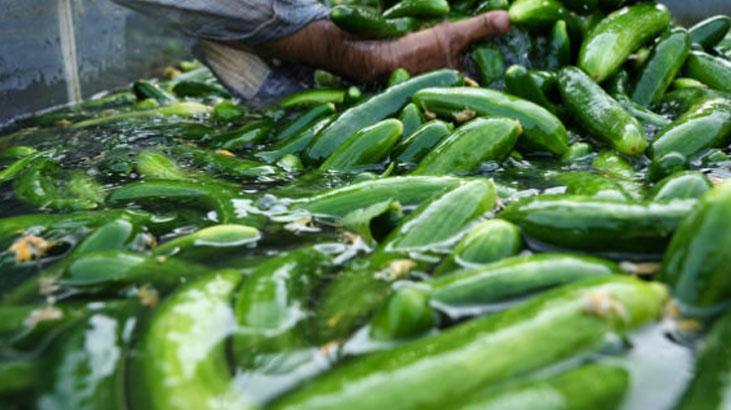 Dolapta içi geçiyor, suya koyunca hep diri Kütür kütür salatalıklar için taktik