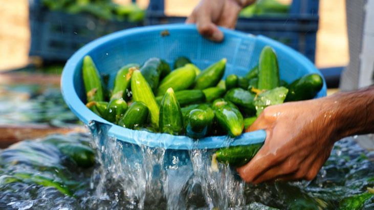 Dolapta içi geçiyor, suya koyunca hep diri Kütür kütür salatalıklar için taktik