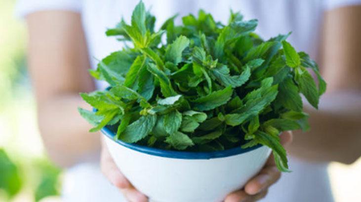 Meyve ağacının yanına ekince verimi sıfırlıyor Naneler saksıya, çimin sonu zarar Meyve ağacının yanına ekince verimi sıfırlıyor Naneler saksıya, çimin sonu zarar