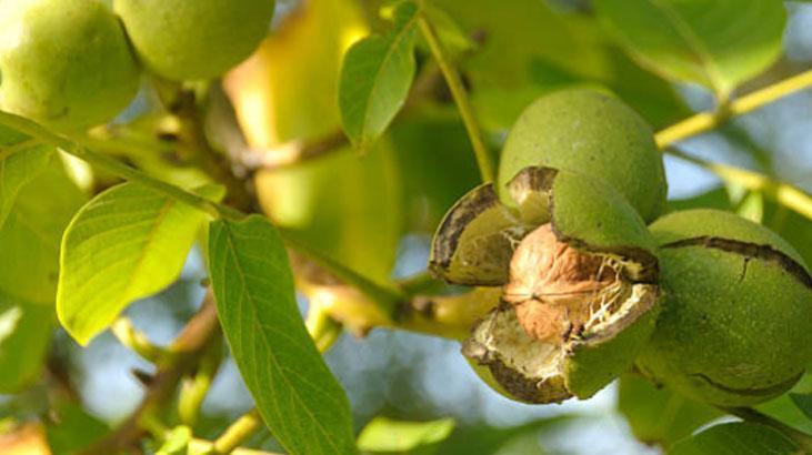 Meyve ağacının yanına ekince verimi sıfırlıyor Naneler saksıya, çimin sonu zarar Meyve ağacının yanına ekince verimi sıfırlıyor Naneler saksıya, çimin sonu zarar