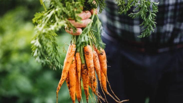 Meyve ağacının yanına ekince verimi sıfırlıyor Naneler saksıya, çimin sonu zarar Meyve ağacının yanına ekince verimi sıfırlıyor Naneler saksıya, çimin sonu zarar