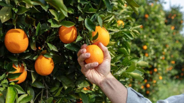 Meyve ağacının yanına ekince verimi sıfırlıyor Naneler saksıya, çimin sonu zarar Meyve ağacının yanına ekince verimi sıfırlıyor Naneler saksıya, çimin sonu zarar