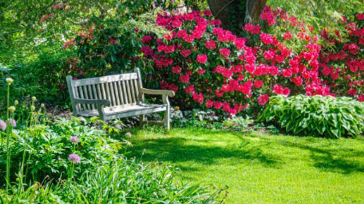 Meyve ağacının yanına ekince verimi sıfırlıyor Naneler saksıya, çimin sonu zarar Meyve ağacının yanına ekince verimi sıfırlıyor Naneler saksıya, çimin sonu zarar