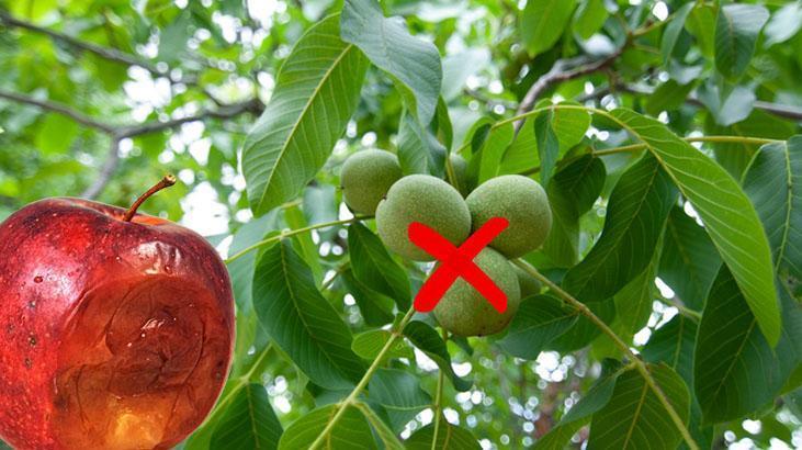 Meyve ağacının yanına ekince verimi sıfırlıyor Naneler saksıya, çimin sonu zarar Meyve ağacının yanına ekince verimi sıfırlıyor Naneler saksıya, çimin sonu zarar