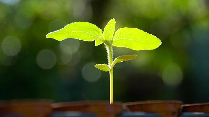 3- Aşırı veya az sulama yapılmış olabilir