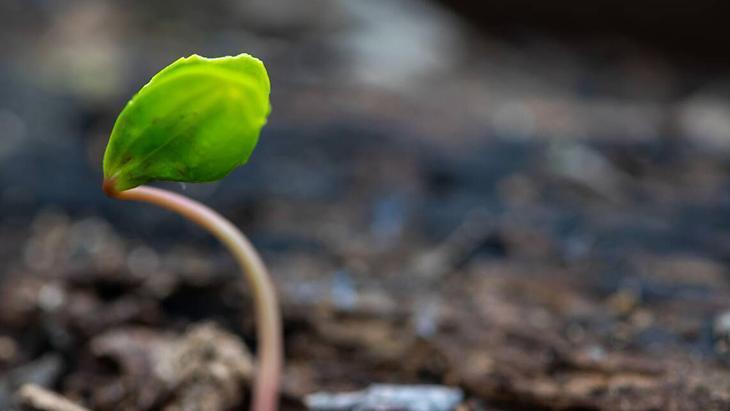Tohumları anında filizlendiren yöntem Tek hamleyle ektiklerinizi kurtarın