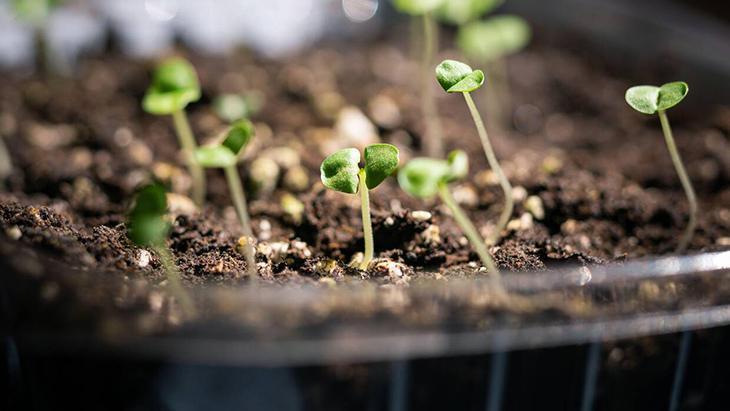 2- Tohumlar çok derine ekilmiş olabilir
