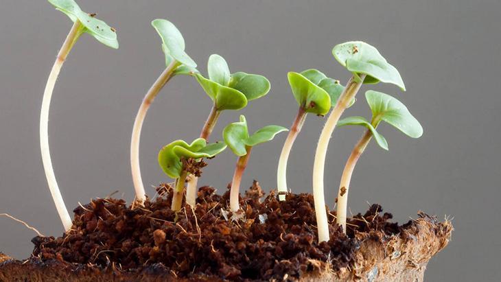 Tohumları anında filizlendiren yöntem Tek hamleyle ektiklerinizi kurtarın