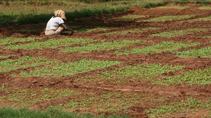 4- Yanlış toprak türü kullanmış olabilirsiniz