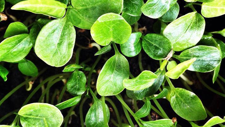 Tohumları anında filizlendiren yöntem Tek hamleyle ektiklerinizi kurtarın