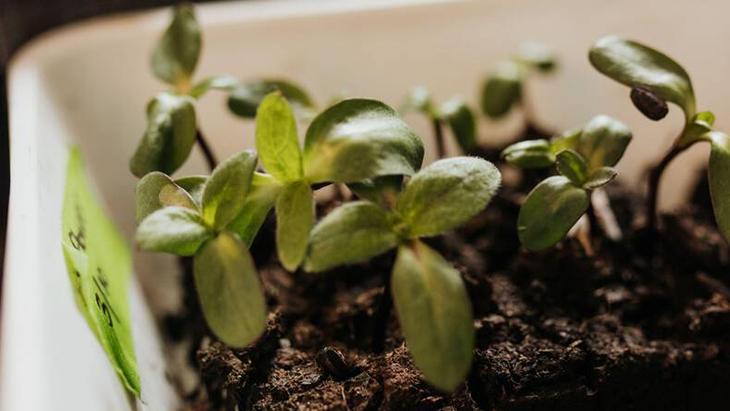 5- Tohumlar eski olabilir