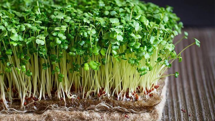 Tohumları anında filizlendiren yöntem Tek hamleyle ektiklerinizi kurtarın