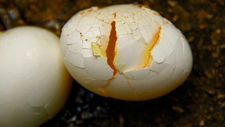 Artan haşlanmış yumurtalar kağıt havluya emanet Günlerce taze kalıyor
