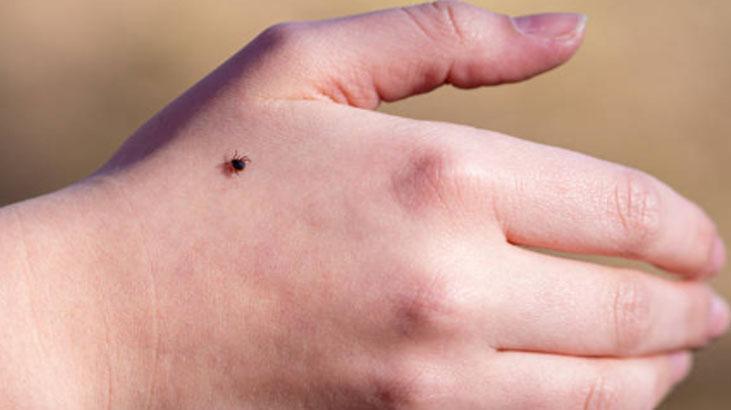 Baharın korkulu rüyası Keneler en çok bu kan grubuna geliyor, çözümü var