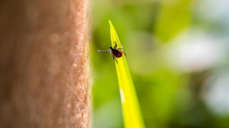 Baharın korkulu rüyası Keneler en çok bu kan grubuna geliyor, çözümü var