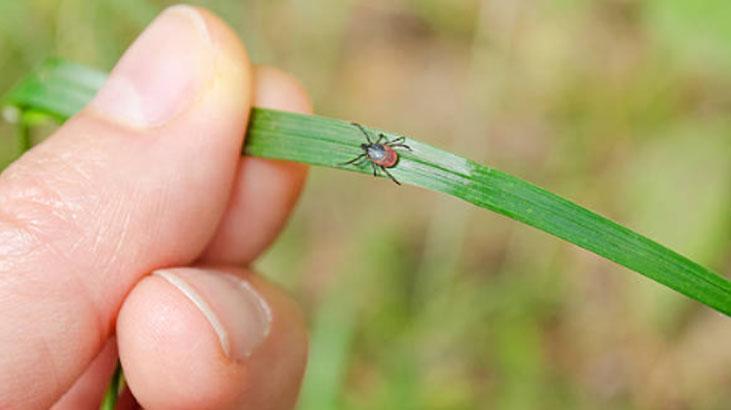 Baharın korkulu rüyası Keneler en çok bu kan grubuna geliyor, çözümü var