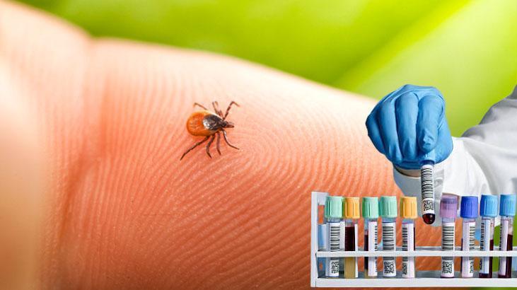 Baharın korkulu rüyası Keneler en çok bu kan grubuna geliyor, çözümü var