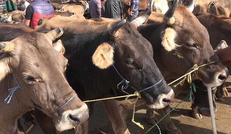 KURBAN BAYRAMI 2025 TARİHLERİ HANGİ AYDA, HANGİ GÜNLER KURBAN BAYRAMI 2025 TARİHLERİ HANGİ AYDA, HANGİ GÜNLER
