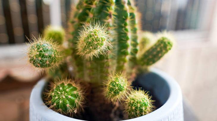 DOĞRU BESİN TAKVİYESİYLE KAKTÜSÜNÜZÜ CANLANDIRIN DOĞRU BESİN TAKVİYESİYLE KAKTÜSÜNÜZÜ CANLANDIRIN